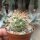 Weingartia spec. nova LF 461