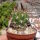 Weingartia spec. nova LF 461