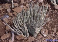 Caralluma socotrana