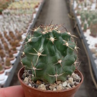 Echinocereus hempelii