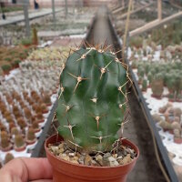 Echinocereus hempelii
