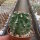 Echinocereus hempelii