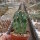 Echinocereus hempelii