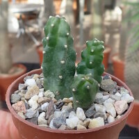 Echinocereus-Hybr. Fujin