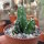Echinocereus-Hybr. Fujin