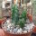 Echinocereus-Hybr. Fujin