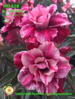Adenium obesum-Hybr. Yen Nhi 128