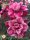 Adenium obesum-Hybr. Yen Nhi 128