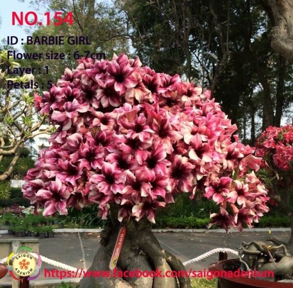 Adenium obesum-Hybr. Barbie Girl 154