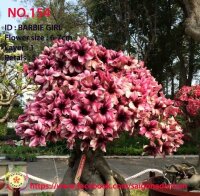 Adenium obesum-Hybr. Barbie Girl 154