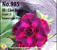 Adenium obesum-Hybr. Cam Dan2 985