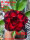 Adenium obesum-Hybr. Magic Star 1022