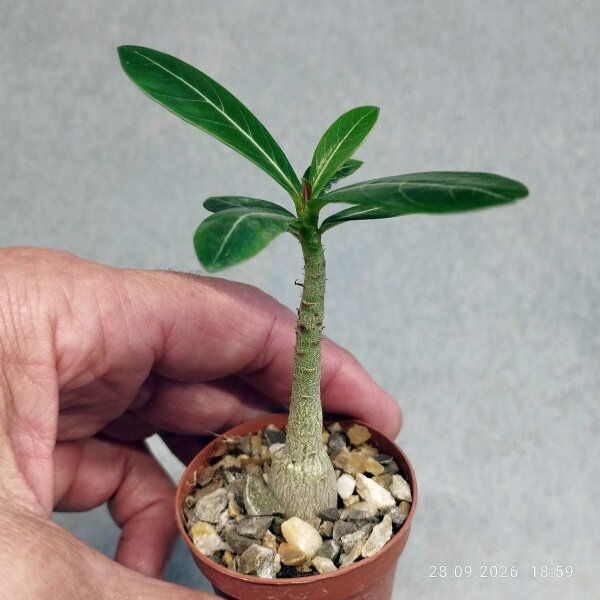 Adenium obesum-Hybr. Hoa Bach 983