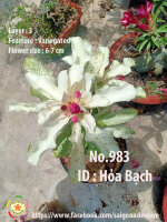 Adenium obesum-Hybr. Hoa Bach 983