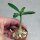 Adenium obesum-Hybr. Hoa Bach 983