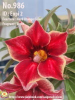 Adenium obesum-Hybr. Enpi 2 986