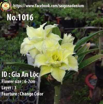 Adenium obesum-Hybr. Gia An Loc 1016
