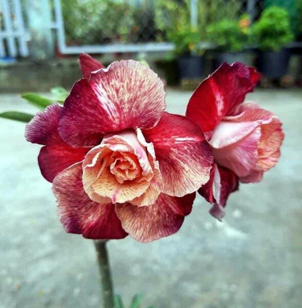Adenium obesum-Hybr. Mauve Aubergine TQC13