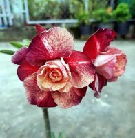 Adenium obesum-Hybr. Mauve Aubergine TQC13