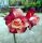 Adenium obesum-Hybr. Mauve Aubergine TQC13