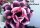 Adenium obesum-Hybr. Hoa Khanh 192