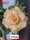 Adenium obesum-Hybr. Candyshop TQC27