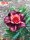 Adenium obesum-Hybr. Crazy Festival TQC18