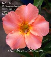 Adenium obesum-Hybr. Sleeping Beauty 143