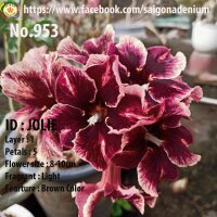 Adenium obesum-Hybr. Jolie 953