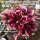 Adenium obesum-Hybr. Jolie 953