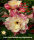 Adenium obesum-Hybr. Mat Biec 36