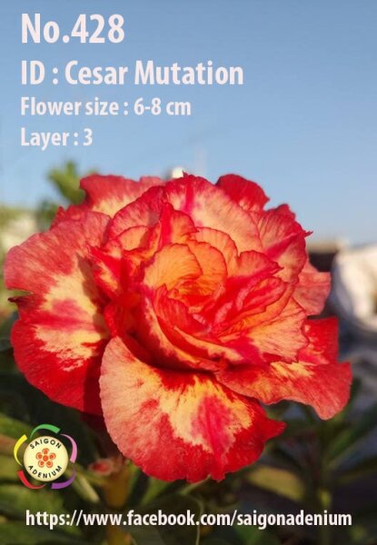 Adenium obesum-Hybr. Cesar Mutation 428