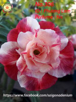 Adenium obesum-Hybr. Phuong Lam 306