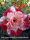 Adenium obesum-Hybr. Phuong Lam 306