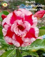 Adenium obesum-Hybr. Kieu Diem 295