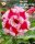 Adenium obesum-Hybr. Kieu Diem 295