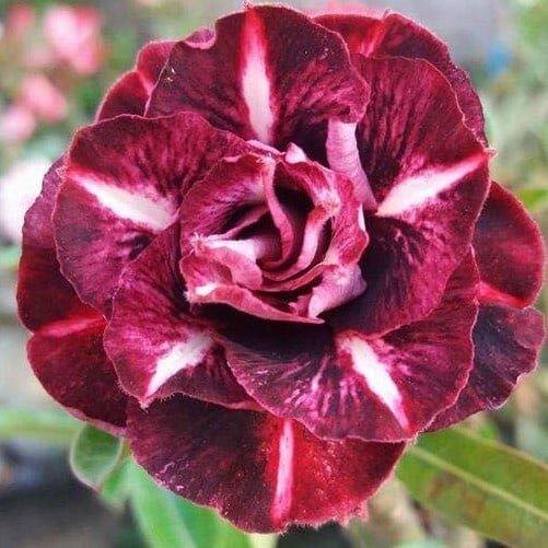 Adenium obesum-Hybr. Dark Fire 359
