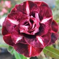 Adenium obesum-Hybr. Dark Fire 359