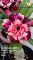 Adenium obesum-Hybr. Hoang Hon Tim 89