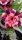 Adenium obesum-Hybr. Hoang Hon Tim 89