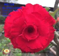 Adenium obesum-Hybr. Still Loving 124