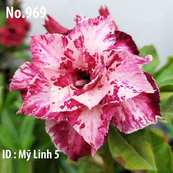 Adenium obesum-Hybr. My LInh5 969