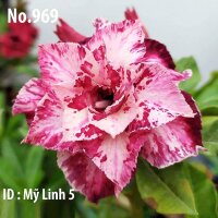 Adenium obesum-Hybr. My LInh5 969
