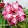 Adenium obesum-Hybr. My LInh5 969