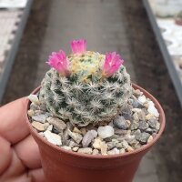 Mammillaria schiedeana cv. Roseiflora