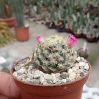 Mammillaria schiedeana cv. Roseiflora