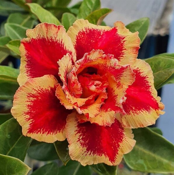 Adenium obesum-Hybr. Fox TQC10