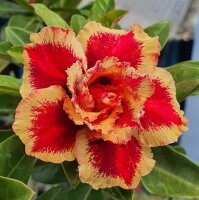 Adenium obesum-Hybr. Fox TQC10