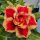Adenium obesum-Hybr. Fox TQC10