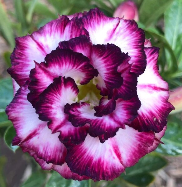 Adenium obesum-Hybr. White Black Violette TQC06